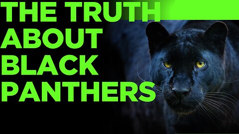 The Truth About Black Panthers – Are They a Separate Species?