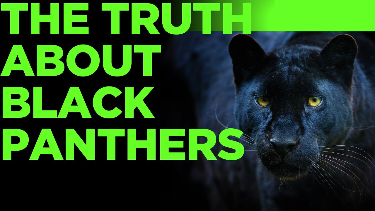 The Truth About Black Panthers – Are They a Separate Species?