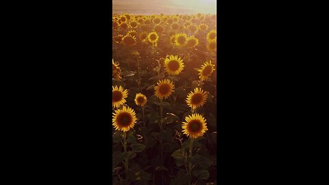 Field of Sunflowers - Nature Sounds & Ambient Music #relaxing #sleep #meditation #nature #travel