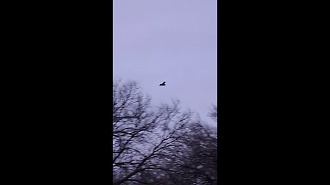 hawk flying