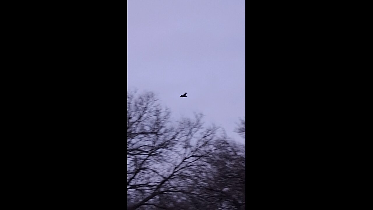 hawk flying