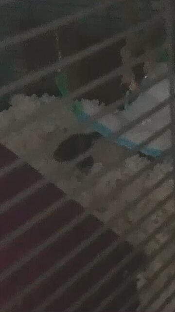 Baby Fancy rats Enid and Wednesday