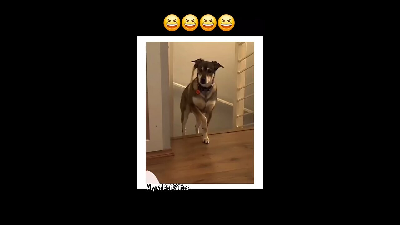 FUNNY! MUST WATCH 😂