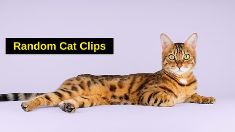 Random Cat Clips...