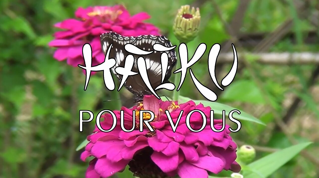 HAIKU POUR VOUS