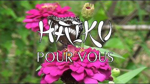 HAIKU POUR VOUS