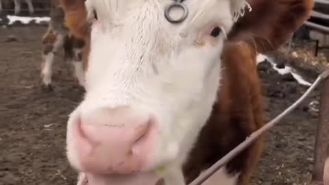 cow did not like chilli