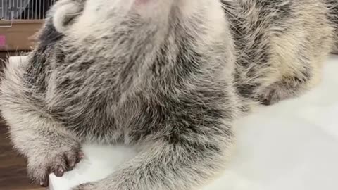 The Binturong friendly bear