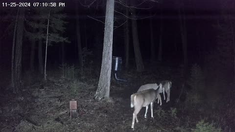 😱📸 Wi-Fi Deer Camera Caught Some Paranormal Activity! | TheHauntingHour
