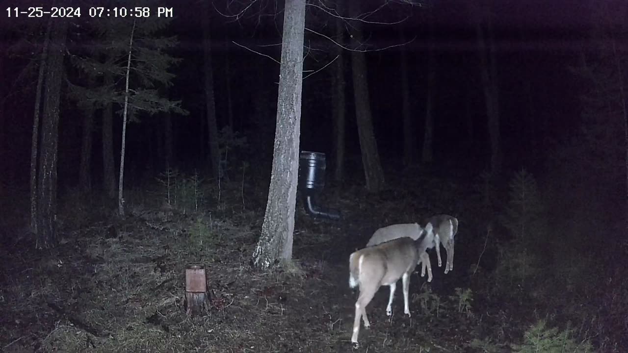 😱📸 Wi-Fi Deer Camera Caught Some Paranormal Activity! | TheHauntingHour