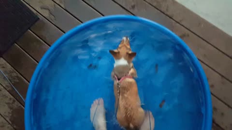 Cute corgi puppy swimming in the baby pool
