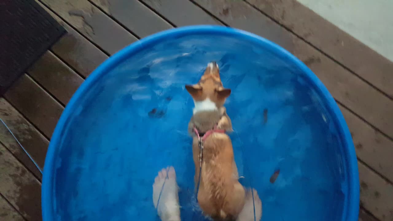 Cute corgi puppy swimming in the baby pool