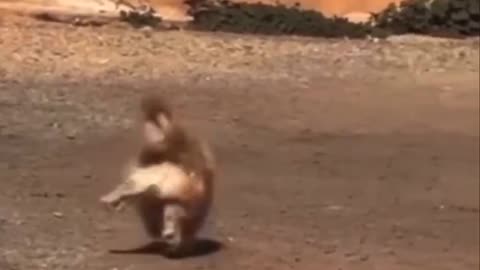 Life without stress.. 🐶😆