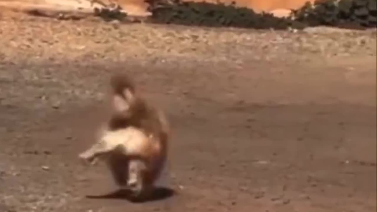 Life without stress.. 🐶😆