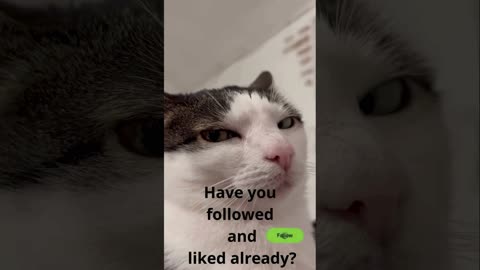 A selection of funny moments with animal #26