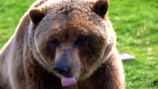 Genesis Science Report