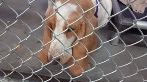 Lola 3y Pet Id 949426 kennel 29 HSSAZ shelter Basset Hound_20250926_164258127