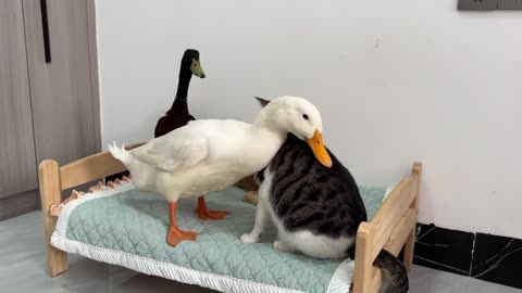 The duck bullied the big black cat, but in the end the duck was conquered by the kitten.