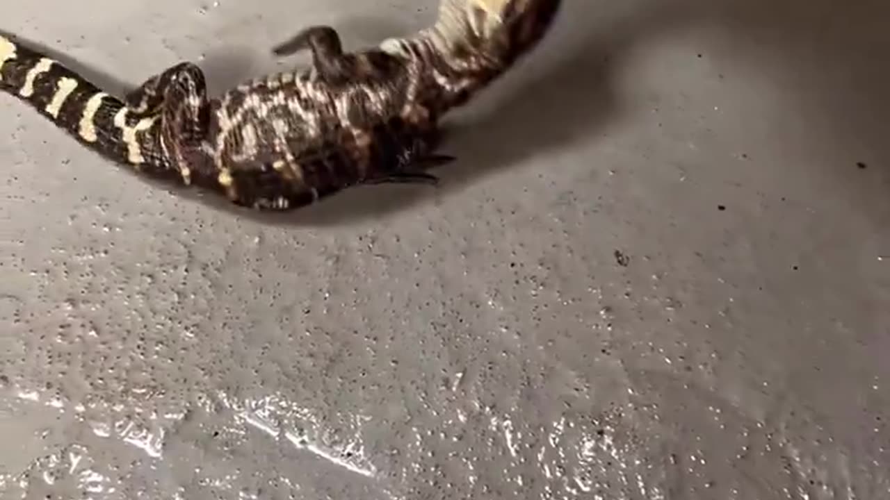 3 months old baby alligator testing out a death roll