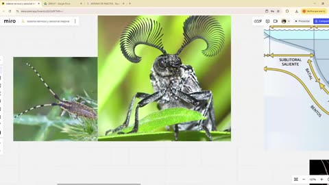 SAVIA REPASO 2025 - 2 | Semana 07 | Anatomía