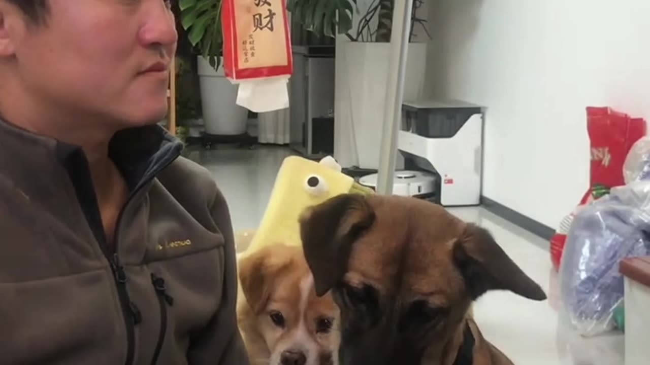The little dog is so sharp!