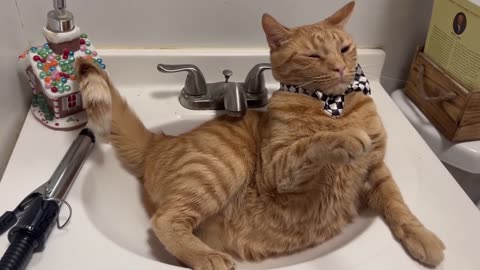 Fancy Cat Glitches When Bowtie Is Donned