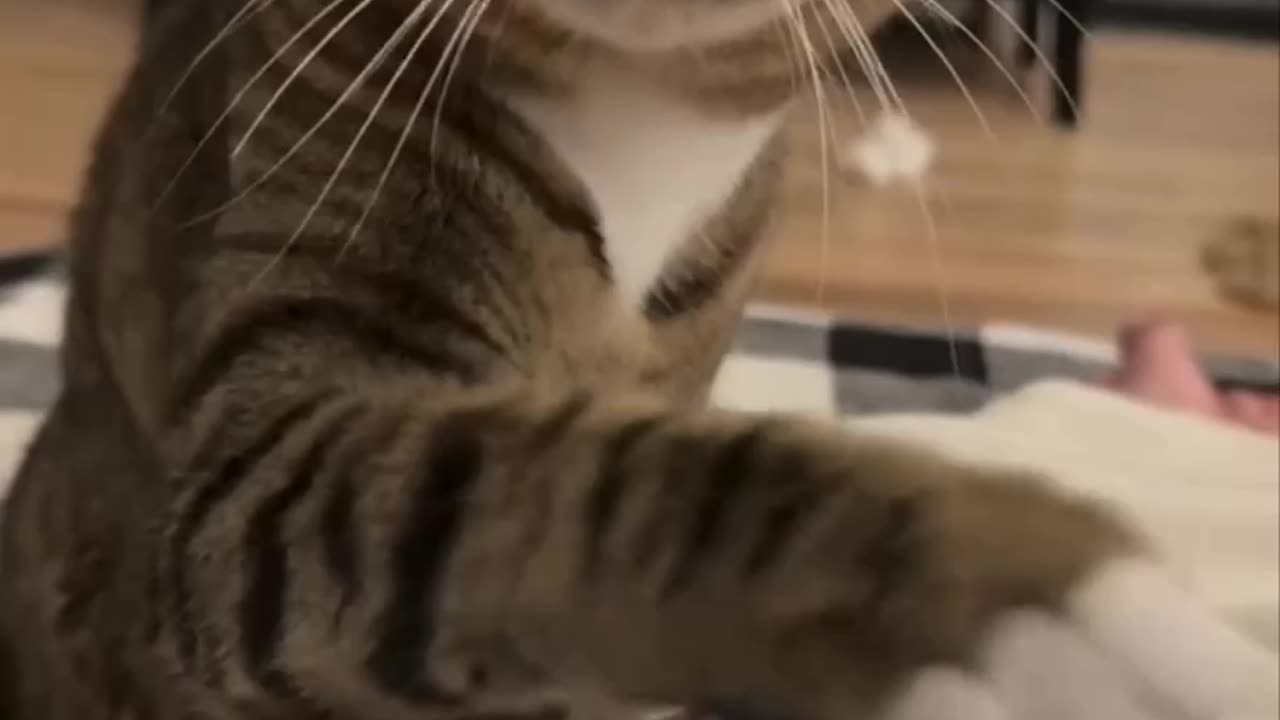 Just a couple I promise 😂