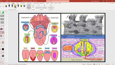 SAVIA REGULAR 2025 | Semana 09 | Anatomía