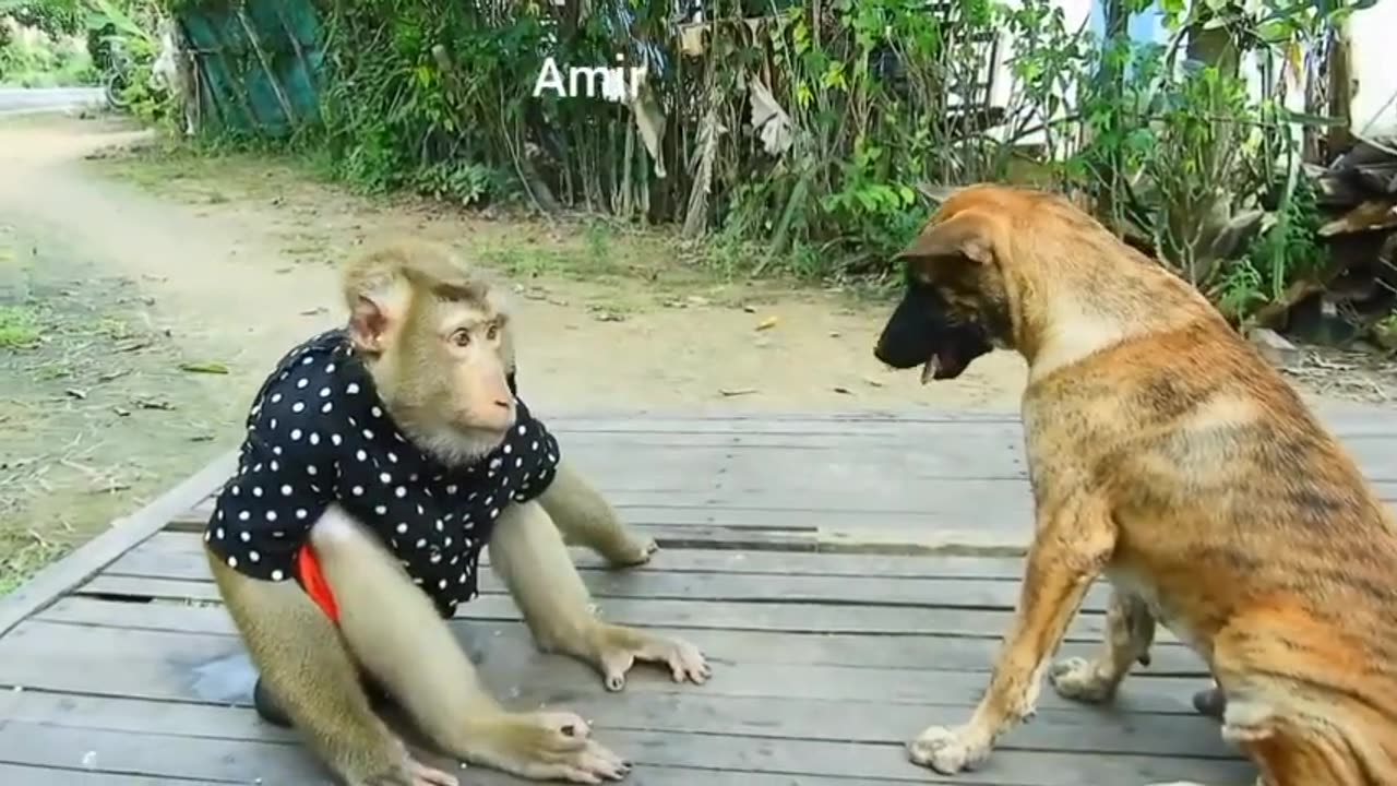 Dog vs monkey funny video