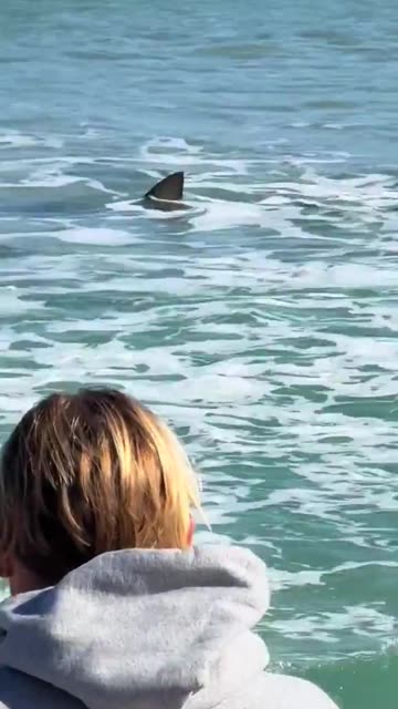 Lifeguards save women from shark on public beach. Clear view of shark swimming at coast.