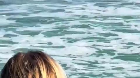 Lifeguards save women from shark on public beach. Clear view of shark swimming at coast.