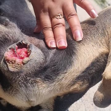 Tumor in female dog