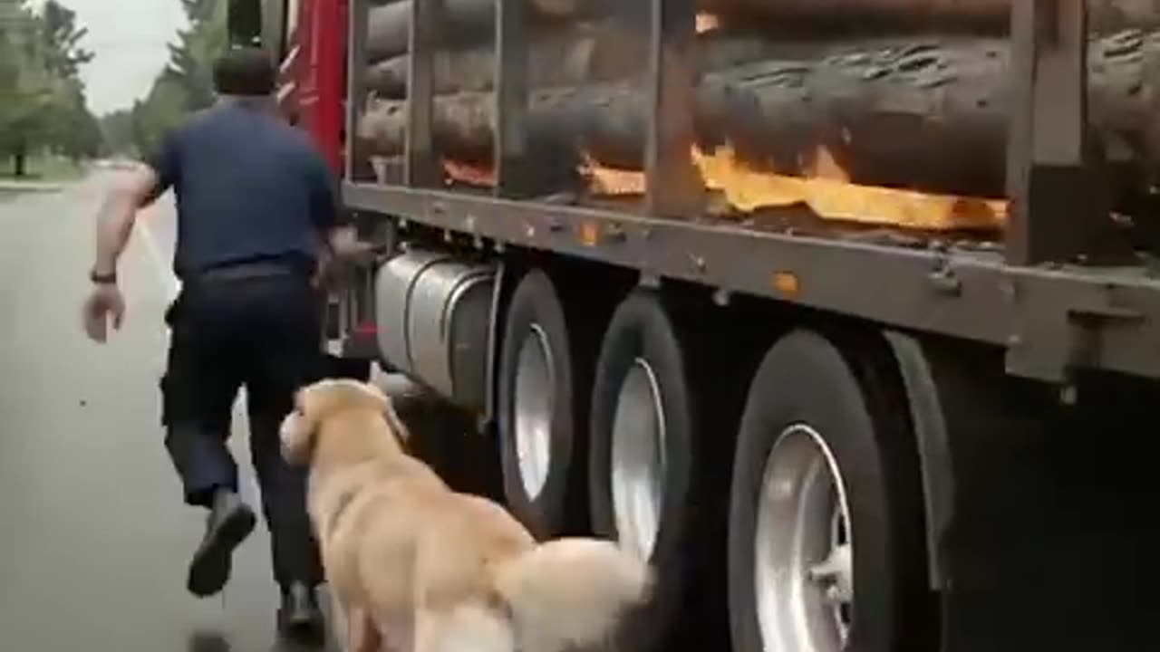 Golden retriever who saved driver from explosion
