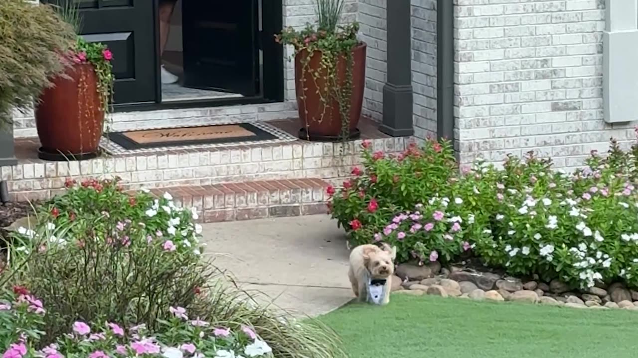 Dog Wears Sunday Best for His Tuesday Dog Bus Group