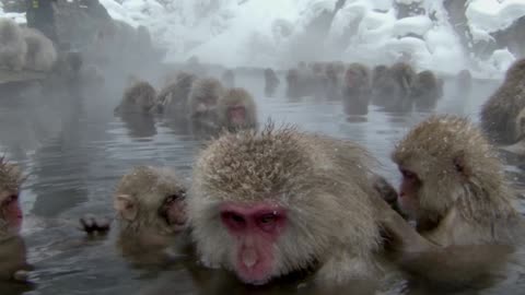 Los animalitos de Andy - T01E03 - Demasiado Caliente, Demasiado Frío