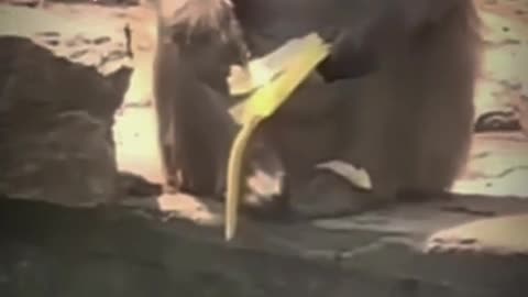 Pets That Will Make You Laugh/ Hilarious Pet/ Cutest Moments Ever 😂🐶 #Shorts