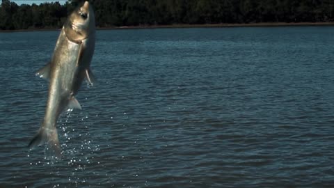 Dangerous Jumping Silver Carp | CARP | River Monsters