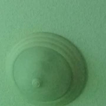 55Zs Sunlit Greenroom