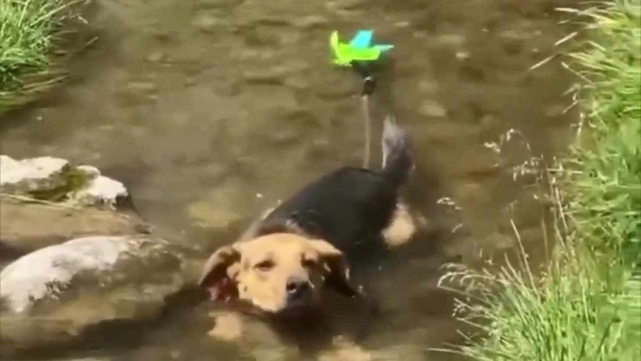 Not a single care is given.. 😊