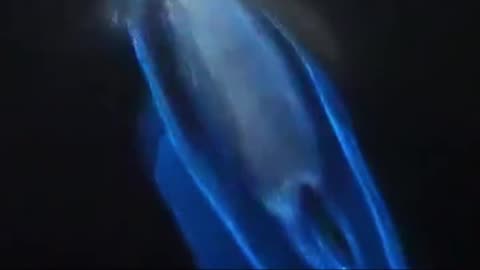 🌌 Incredibile! I delfini che brillano di luce blu nelle acque della California! 💙🐬