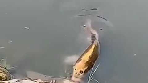 😱🐟 Fish with a Human Face? | TheHauntingHour