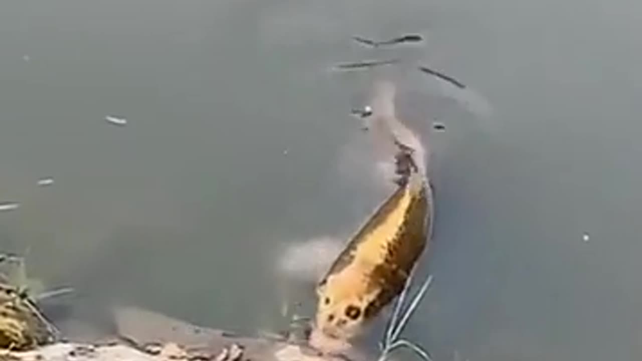 😱🐟 Fish with a Human Face? | TheHauntingHour