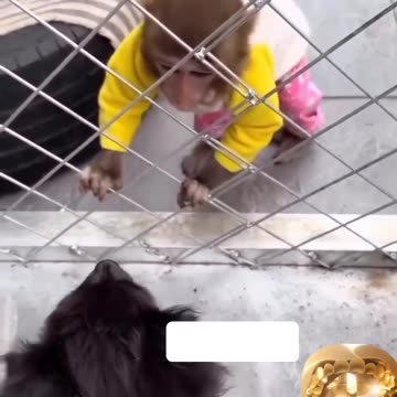 Monkey Dog Fight