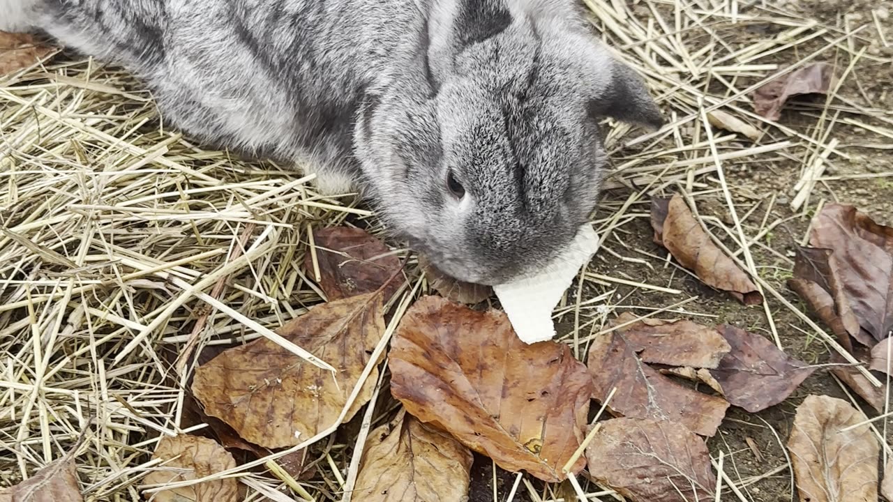curious bunnies meeting a butterfly! 🦋🐰