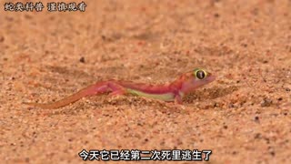 在危机四伏的沙漠地带，阔趾虎能否逃脱响尾蛇的攻击？ #阔趾虎 #沙漠 #动物世界