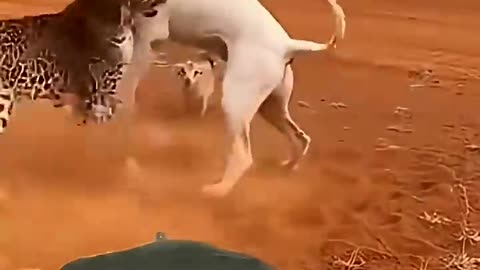 The Leopard thought he was winning , wait for the end