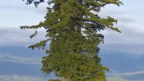 😮🌳 The Tallest Living Tree is a Coast Redwood Tree Known as Hyperion! | FeedMyCuriosity