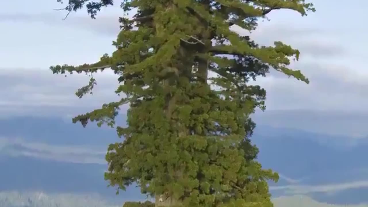 😮🌳 The Tallest Living Tree is a Coast Redwood Tree Known as Hyperion! | FeedMyCuriosity