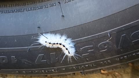 Hickory tussock moth caterpillar
