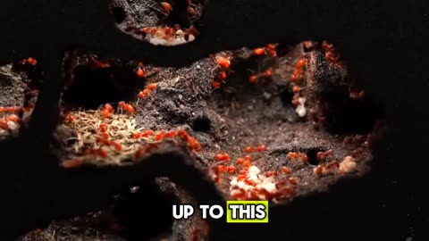 simulating an ant colony for 1000 dayd